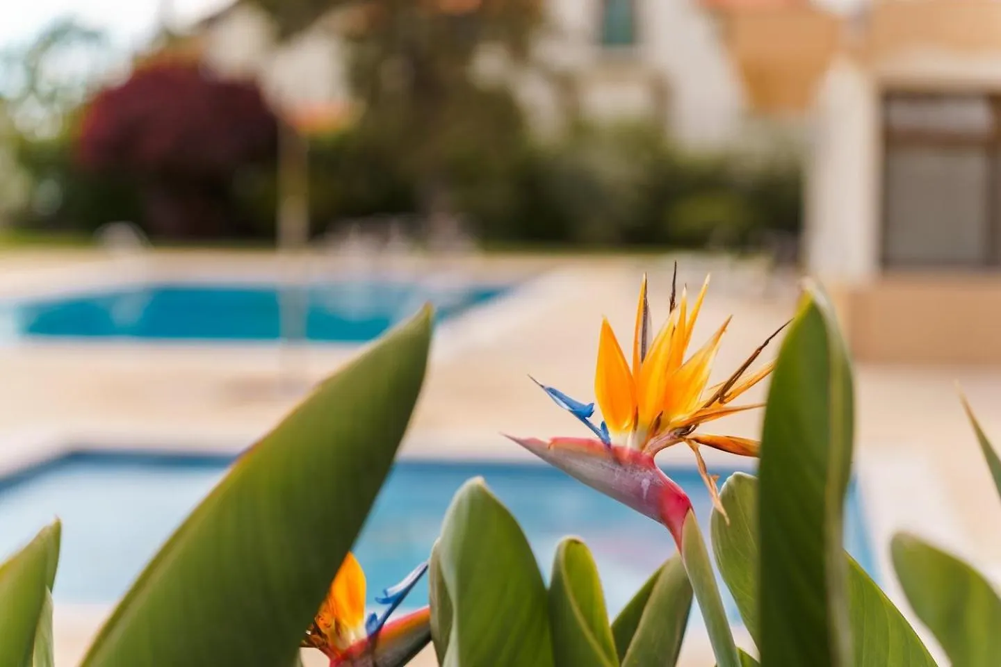 Appartement Sunny Getaway In Funchal